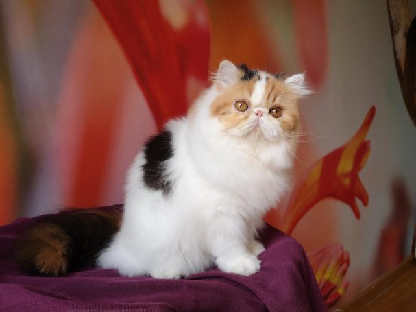 CHAT PERSAN AVEYRON