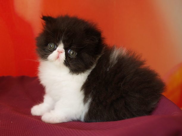 Chatterie des PERSANS DE ROSE