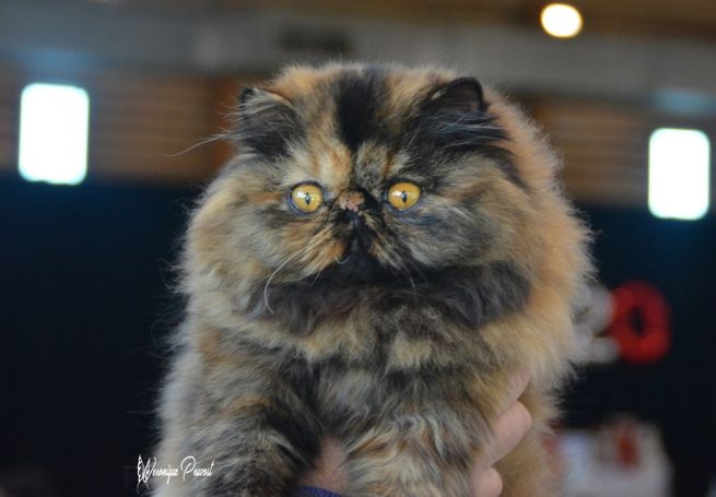 CHAT PERSAN SUD FRANCE