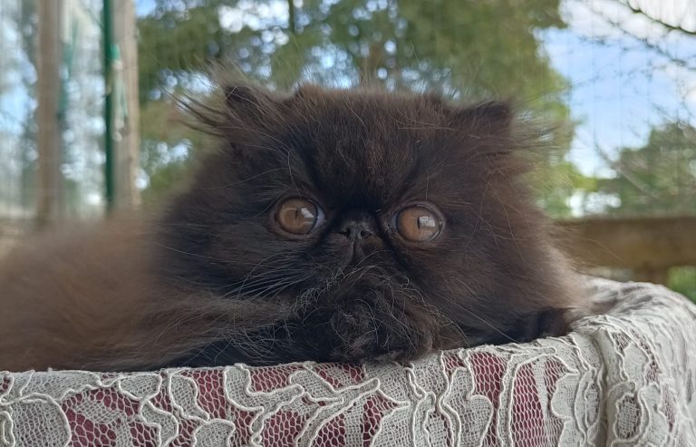 Chatterie des Persans de Rose