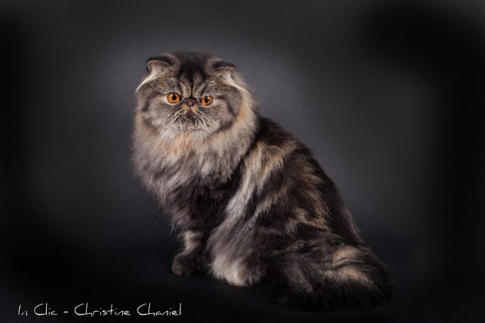 CHAT PERSAN AVEYRON