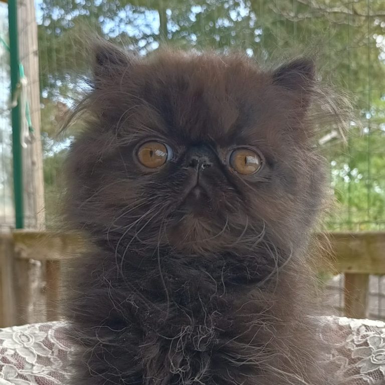 Chatterie des Persans de Rose