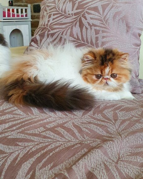 Chatterie des PERSANS DE ROSE
