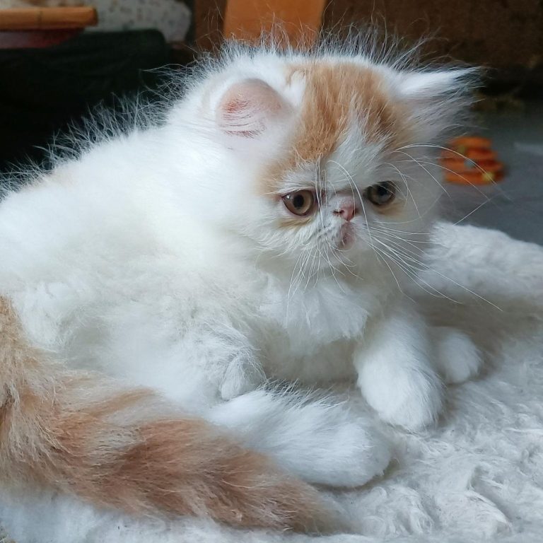 Chaton PERSAN disponible